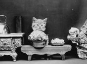 Животные совсем как люди: необычные снимки, снятые сто лет назад (Фото) 