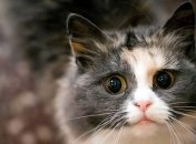 В Голландии создали плавучий приют для кошек (Фото)