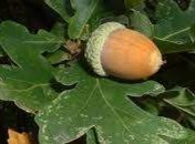 Найден новый метод лечения сахарного диабета