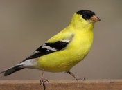 Зоопарк Киева празднует Международный день птиц