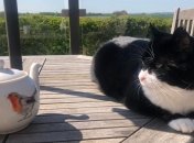 "Желаем ему мурлыкающего выхода на пенсию": Главный мышелов британского МИД покидает свой пост