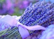 Медики рассказали, как аромат этого растения помогает избавиться от бессонницы