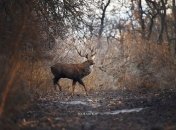 Олень гуляв островом Хортиця