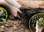 Работы на огороде