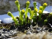 Весна близко