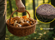 Ежовик пестрый