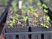 Что садят на рассаду в январе