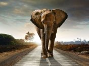 Ученые сделали сенсационное заявление о слонах