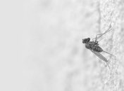 Комары смотрят на размер, выбирая свою жертву