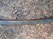 Полиция нашла саблю, отломленную у памятника Петефи в Ужгороде