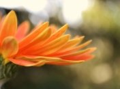 "Иллюзии осени" посетило 85 тыс. ценителей красоты