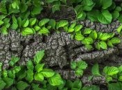 "Лесная песня": Луцк приглашает на художественный фестиваль 