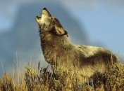 Раскрыта тайна волчьего воя