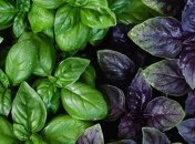 Какими полезными свойствами обладает базилик