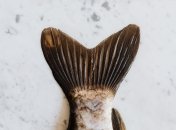 Больше не придется возиться с чешуей по полчаса