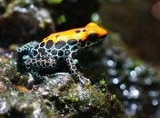 Происхождение гибридов колумбийских ядовитых лягушек было выявлено учеными