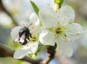 Дикая пчела осмия