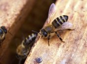 Свято 2 жовтня: головні прикмети і що категорично заборонено робити