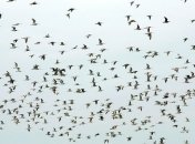 Перелетных птиц из Японии проверят на радиацию