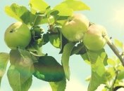 Прогноз погоды на 13 августа: выше +30 градусов во всех регионах страны