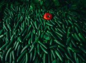 Хрусткі огірки підходять салатів та консервування