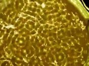 Фотограф снял на камеру движение звука в воде