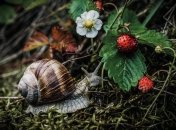 Клубнике нужно создать благоприятные условия для зимовки