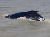 "Поворот не туда" по-австралийски: группа горбатых китов заплыла в кишащую крокодилами реку