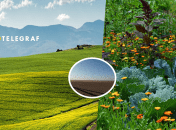 На українських полях фіксують нашестя шкідників