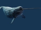 Вчені пояснили призначення рогів "арктичних єдинорогів"