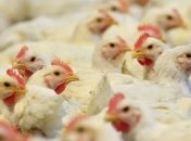 В Румынии уничтожили свыше 50 т куриного мяса