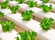 За допомогою чого на Марсі будуть вирощювати рослини