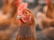 Імпорт курятини в Україні скоротили на 30%