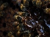 Африканцы способны выжить после сотни пчелиных укусов