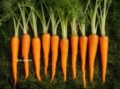 Моркву часто вирощують на дачах