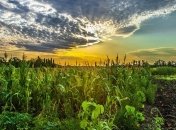 В Кабмине обнародовали законопроект о запуске рынка земли 