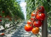 Томатам не помешает подкормка