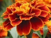 Прогноз погоды на 11 сентября: на западе пройдут дожди