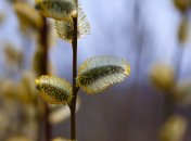 В Украине стоит весна