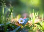 Прогноз погоды на 2 июня: в Украине снова потеплеет до +28