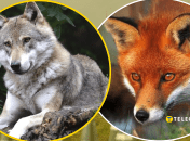 Хто розумніший: вовк чи лисиця