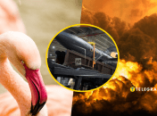 Ракета Фламинго