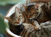 Украина попала в 10-ку стран с наибольшим количеством кошек