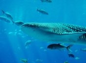 У китовой акулы зубы есть не только во рту, но и на глазах