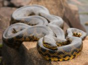 Острів є батьківщиною одного із видів удавів, які можуть виростати до 4 метрів