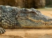 В Аккермане с балкона пятого этажа выпал крокодил