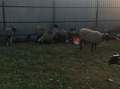 На Виннитчине разгрузили фуру с голодающими овцами, погибли более 50 животных