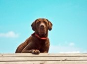 Как выбрать тренера для собаки?