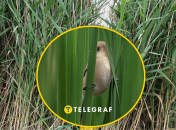 Птица синица усатая