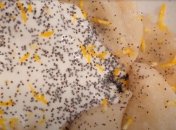 Вареники с домашним творогом и маком: известный шеф-повар поделился рецептом к Масленице (видео)